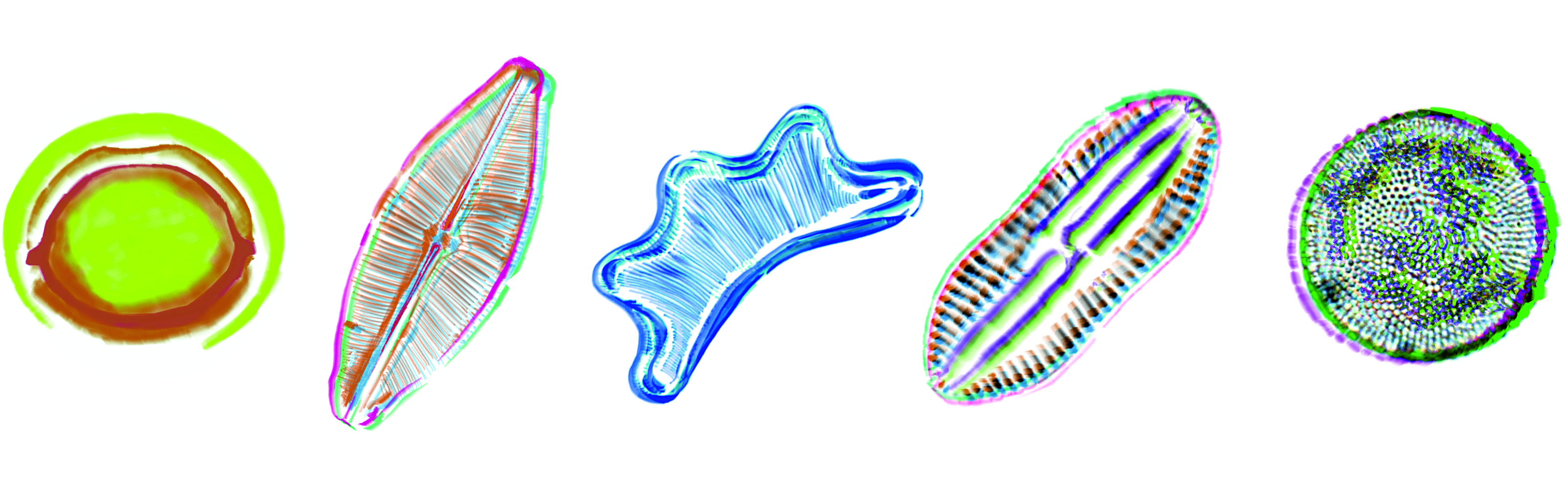 Diatoma image